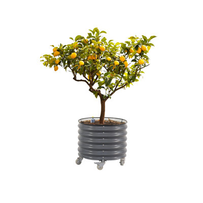 22" Tall 24" Wide Round Metal Outdoor Rolling Tree Planter