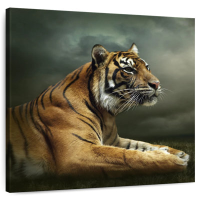 Brampt Stoic Tiger