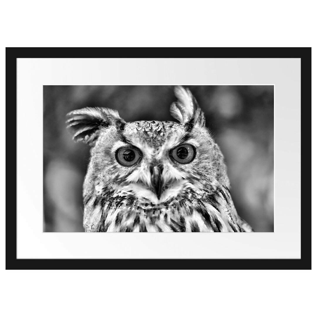 Gerahmter Fotodruck Orange-Eyed Kautz Owl