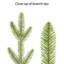 Arbre de 7,5 po avec index PE / PVC pré-éclairé jaune / vert