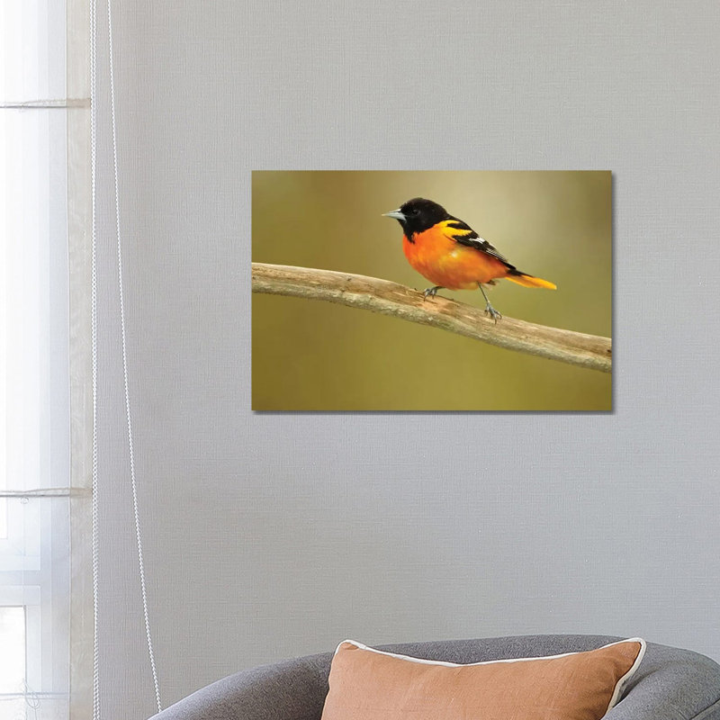 Rondeau Provincial Park. Baltimore Oriole On Branch. by Jaynes Gallery - Wrapped Canvas Gallery-Wrapped Canvas Giclée