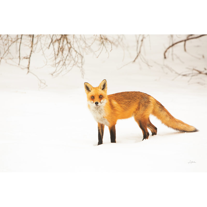 Renard roux IV, H 32 po x l 48 po