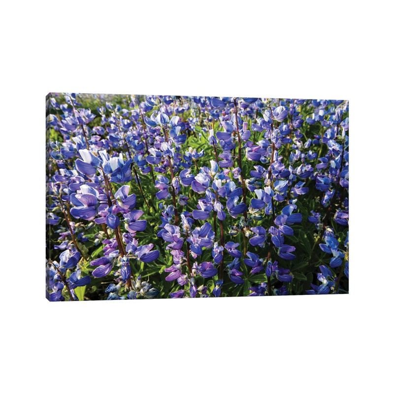 Wildflowers In A Field, Mount Rainier National Park, Washington State, USA 1 Piece Wall Art on Canvas, No Frame