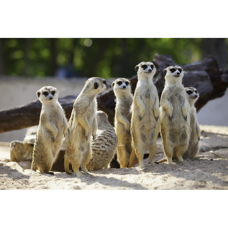 Meerkat by Nattanan726 - Wrapped Canvas Print, 61cm H x 91cm W