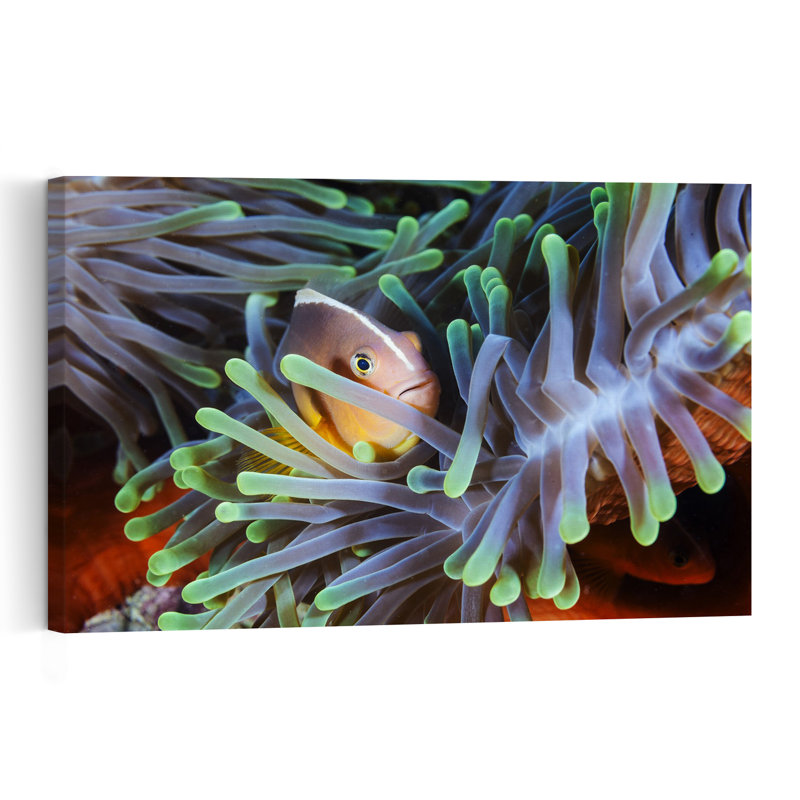 Curious Anemone Fish Colorful Peaceful Vibrant Fish Nature Ocean Wall Art Print 1 Piece Wrapped Canvas Wall Art