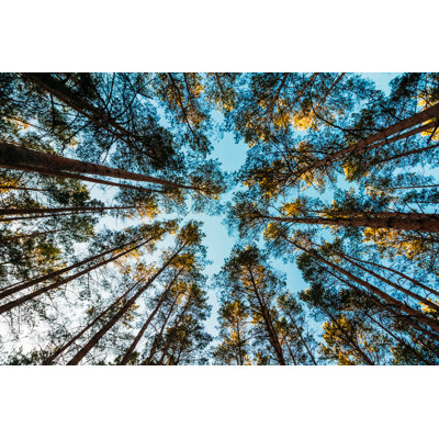 " Pine Trees " by Artsiom Malashenko