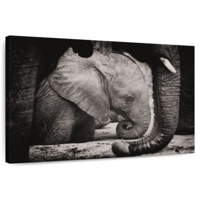 Brampt Napping Baby Elephant