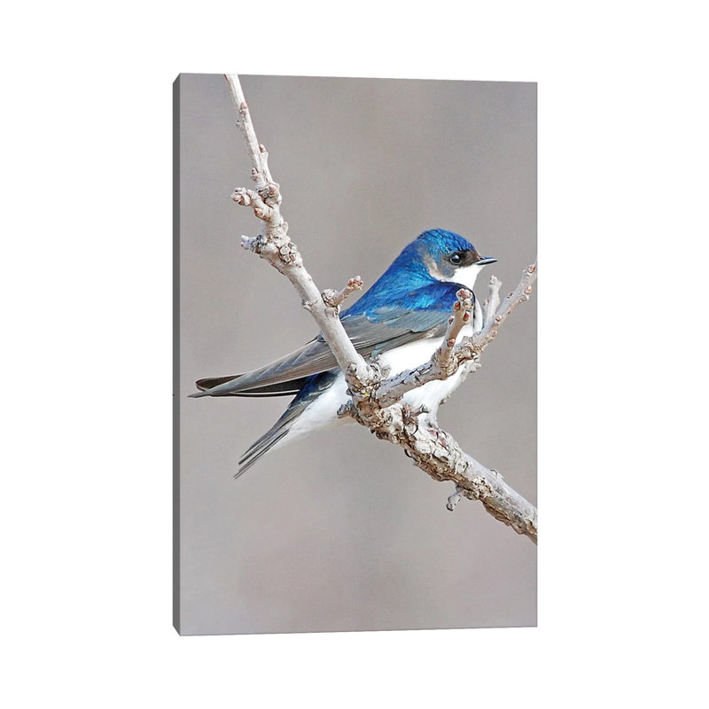 Tree Swallow by Brian Wolf - Wrapped Canvas Print