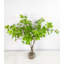 Branche de saule artificiel dans un vase
