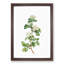 Hawthorn Flowers by Pierre-Joseph Redoute - Picture Frame Painting Print-55580359-55580360