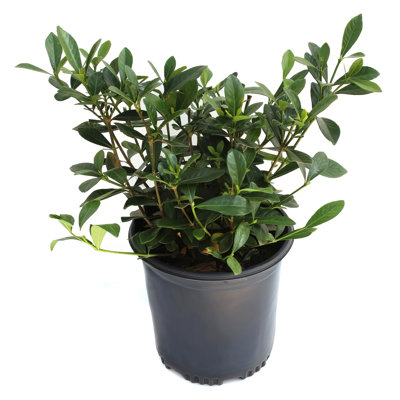 1 gal. Gardenia Buttons