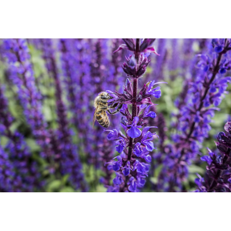Blooming Catnip With Bee - Wrapped Canvas Print, 81cm H x 122cm W