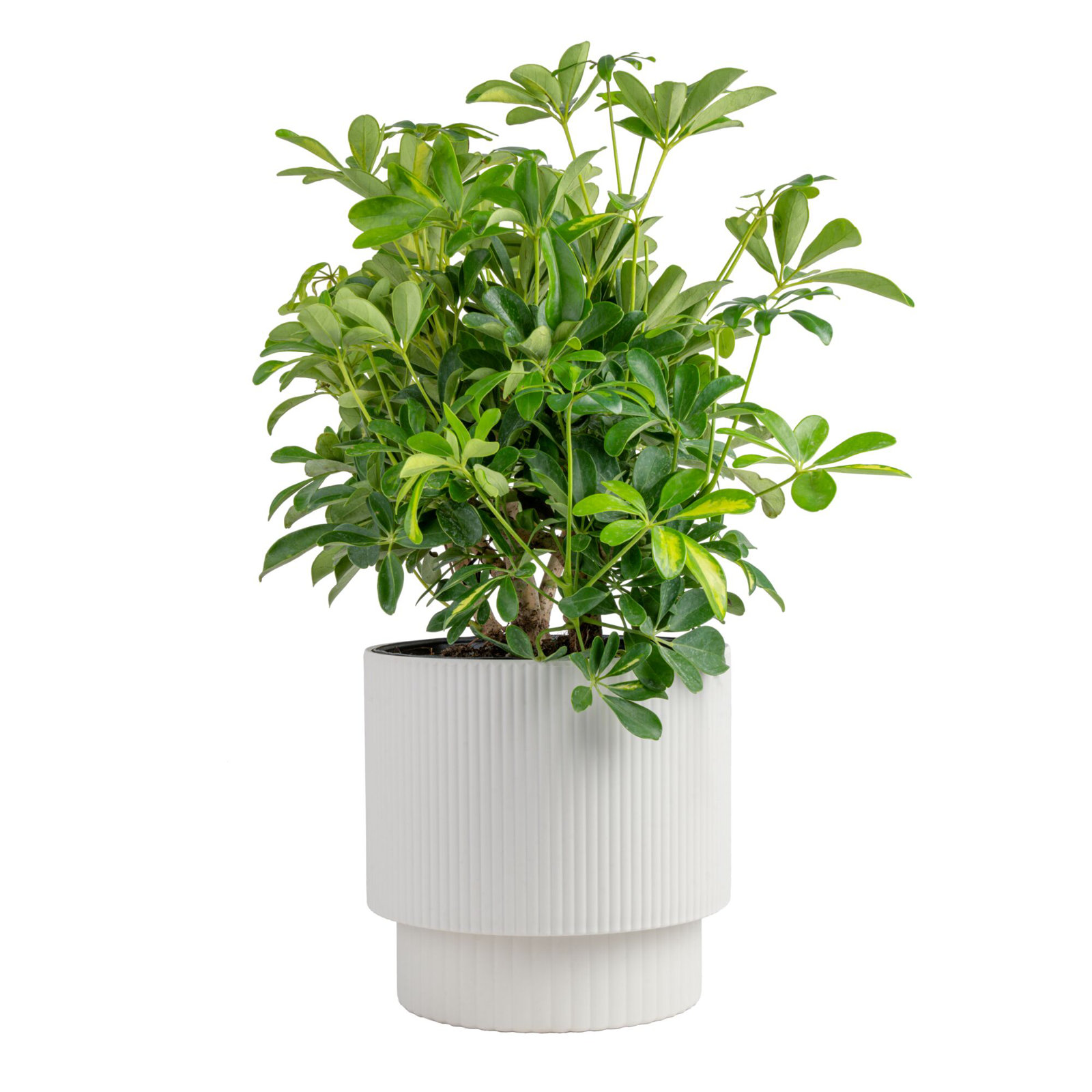 Schefflera Capella in Décor Planter - Thumbnail 3