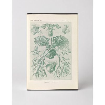 Filicinae – Laubfarne (Plate 12, Kunstformen der Natur, 1904) — Portrait Canvas Wall Art