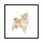 « shiba shiba chiot », impression sur toile-31857491-73211671-73211672