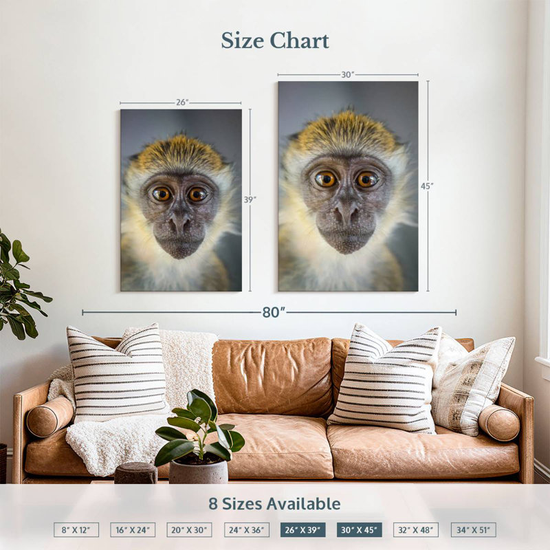 Singe Brampt Vervet, H 45 po x l 30 po