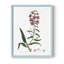 Rose Botanical I, reproduction encadrée - bois massif-148482150-148482158