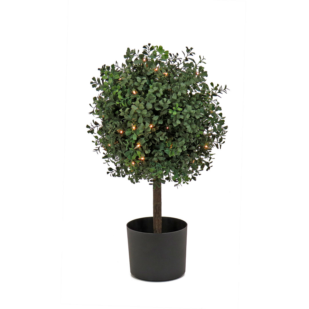 2 ft Prelit Artificial Boxwood Single Ball Topiary with 50 Clear Lights, Realistic Fake Tree Potted Plant, Matte Black Nursery Pot The Holiday Aisle®