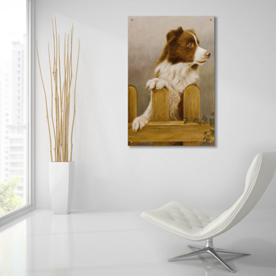 " Brown Collie " by John Silver
