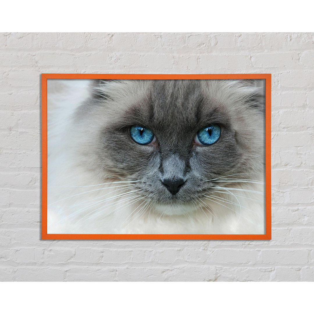 Ansul Ragdoll Cat Face - Einzelner Bilderrahmen Kunstdrucke