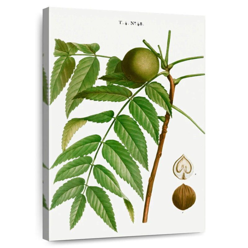Nègre noir Keiri Juglans, H 24 po x l 16 po