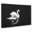 Swan - Wrapped Canvas-56640523