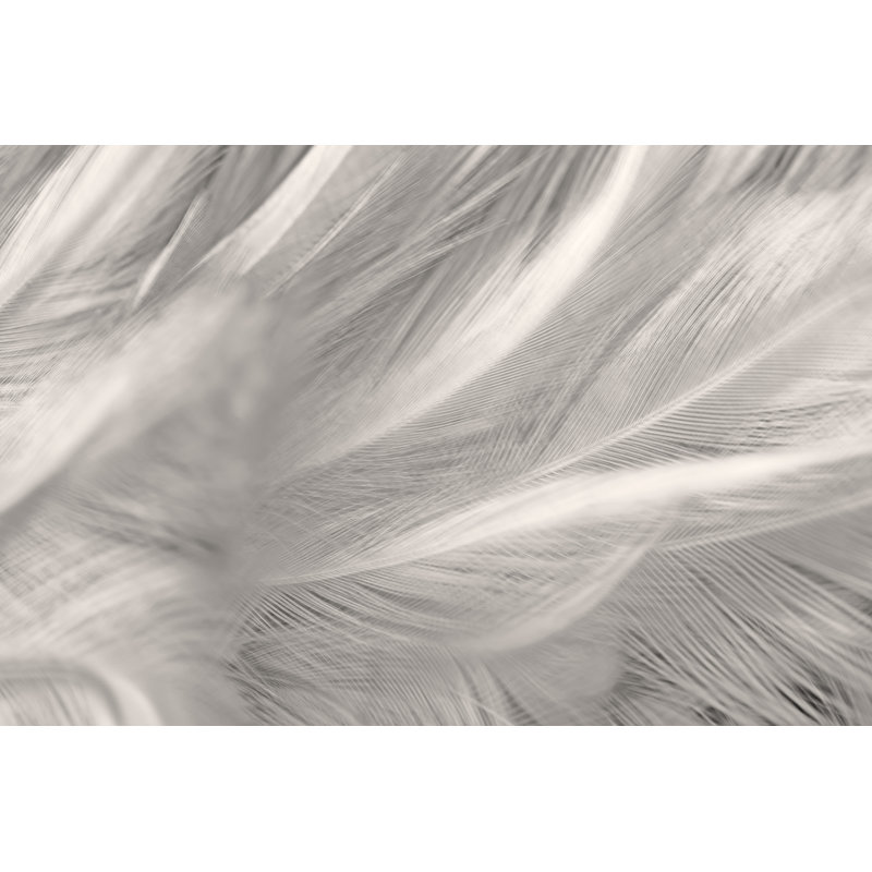 Feather Texture Background - Wrapped Canvas Print, 81cm H x 122cm W x 3.8cm D