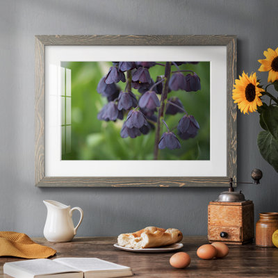 Aubergine