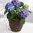 Traditional Self-Watering Plastic Indoor/Outdoor Pot Planter-1921265652-1921265543