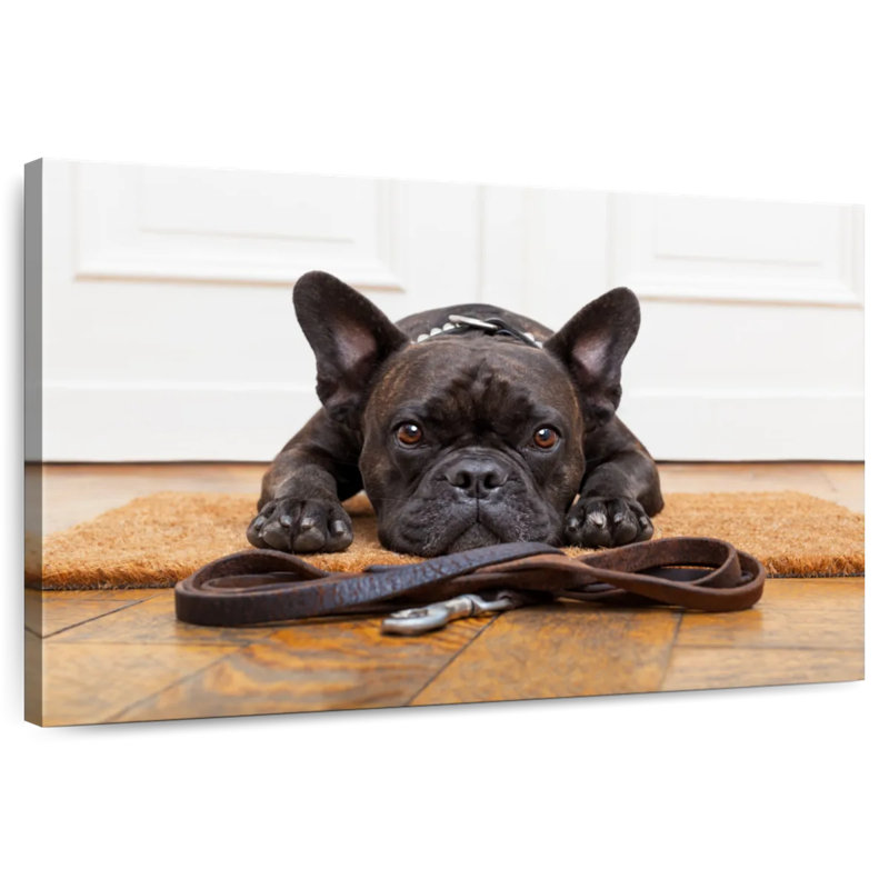 Bouledogue français en attente, H 30 po x l 45 po