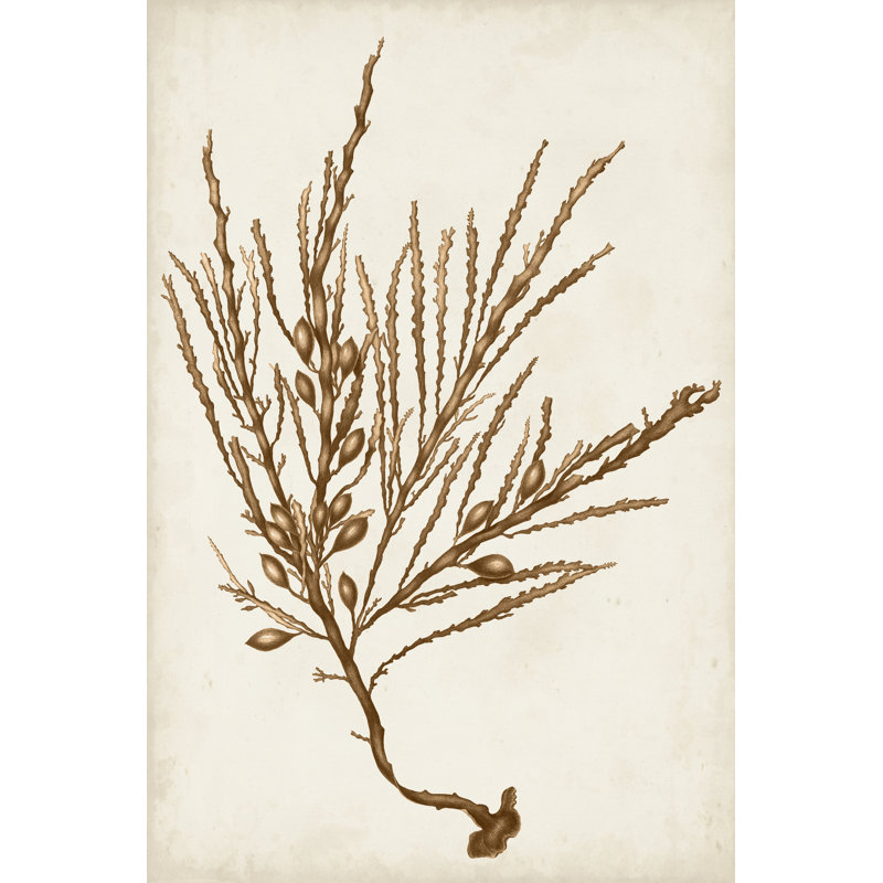 Sepia Seaweed V by Vision Studio - Painting, 30 cm H x 20 cm W, Wrapped Canvas