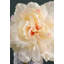 Pivoine 14 po Almost Real - rose, paquet de 4