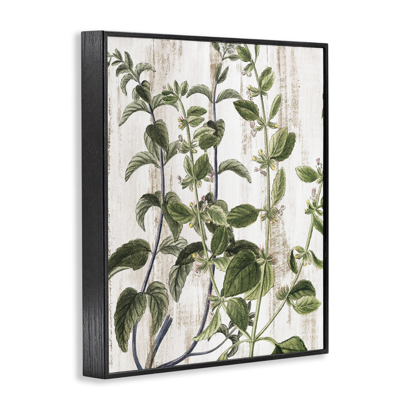 Art rustique de vignes botaniques par Kim Allen bg-221, H 20 po x l 16 po, Giclée encadrée noir minuit