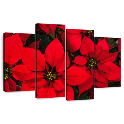Harnek cramoisi poinsettia