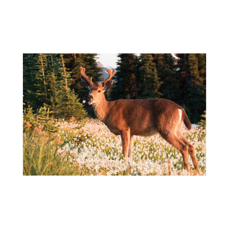Black-Tailed Deer, A Buck In Velvet, Eating Avalanche Lily In A Subalpine Meadow At Olympic Np. by Gary Luhm - Wrapped Canvas Print