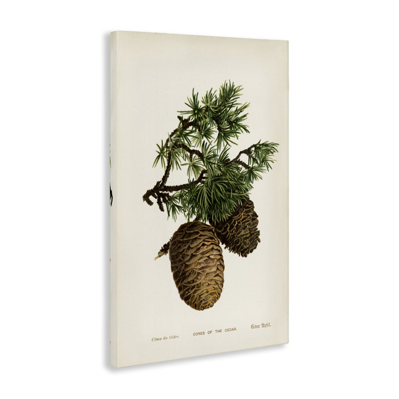  «Cedar Tree Pinecones», art mural sur toile par Tina Higgins Designs, Inc., H 24 po x l 16 po