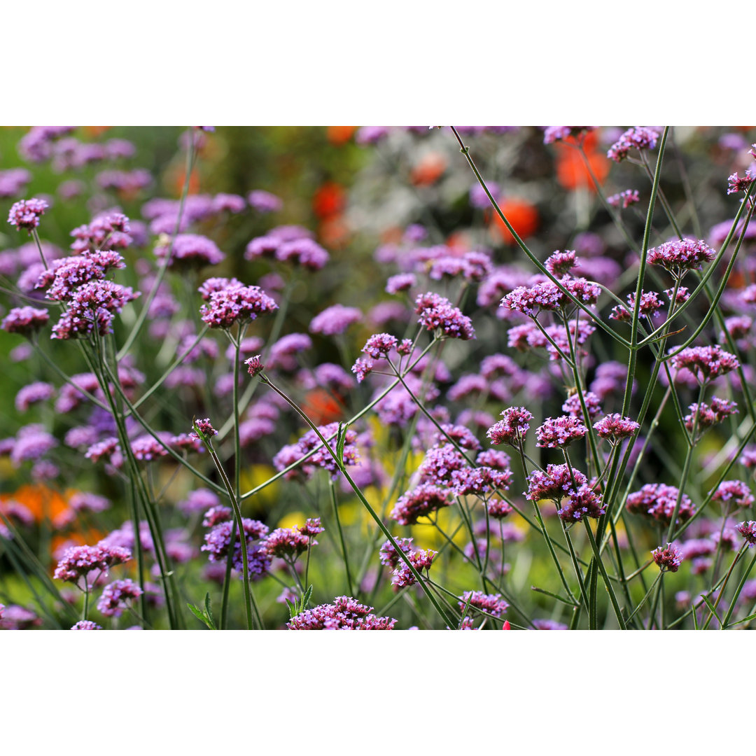 Verbena Bonariensis Blumen von Fotolinchen - Druck