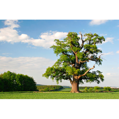Mighty Oak in Spring by Avtg