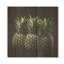 Ananas vert et jaune - ananas sur bois-562522205