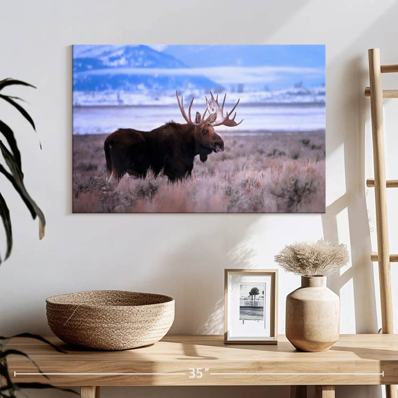 Brampt Teton Bull Moose