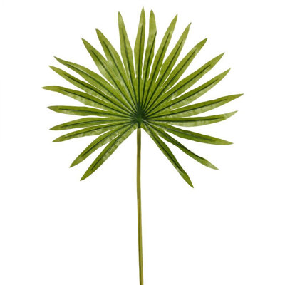 Branche de palmier fan