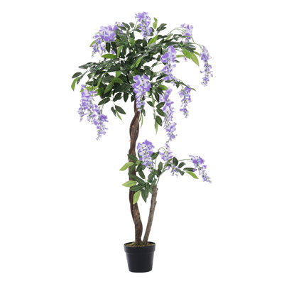 135cm Plant