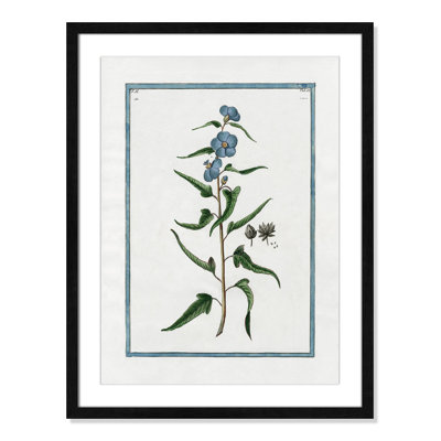 Colombe "Shabby Elegance Botanical I" Print