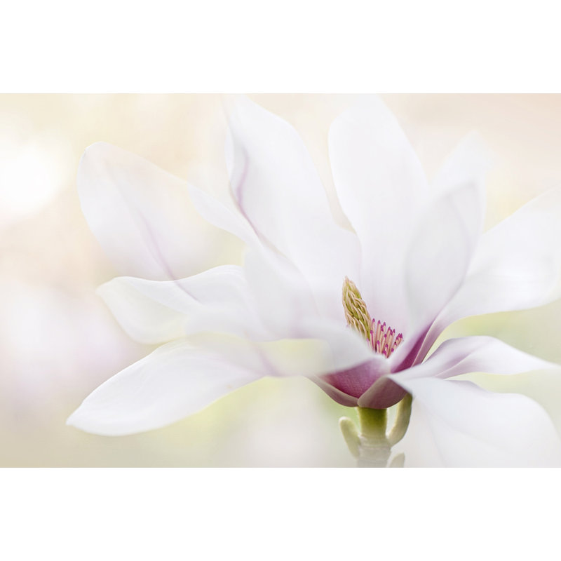 Wrapped Canvas Print, 50.8 cm H x 76.2 cm W