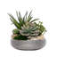 Succulent with Pebbles and Moss in Textured Silver Bowl