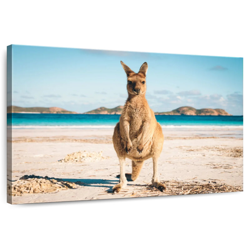 Lucky Bay Kangaroo