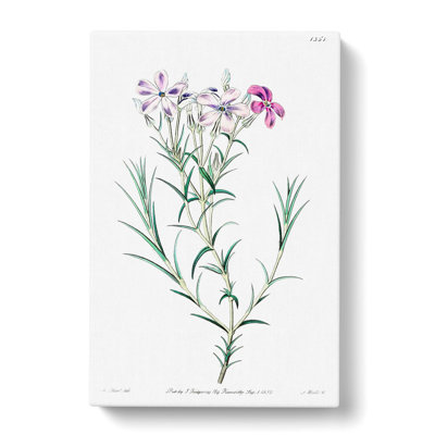 Purple Phlox Flowers - Wrapped Canvas