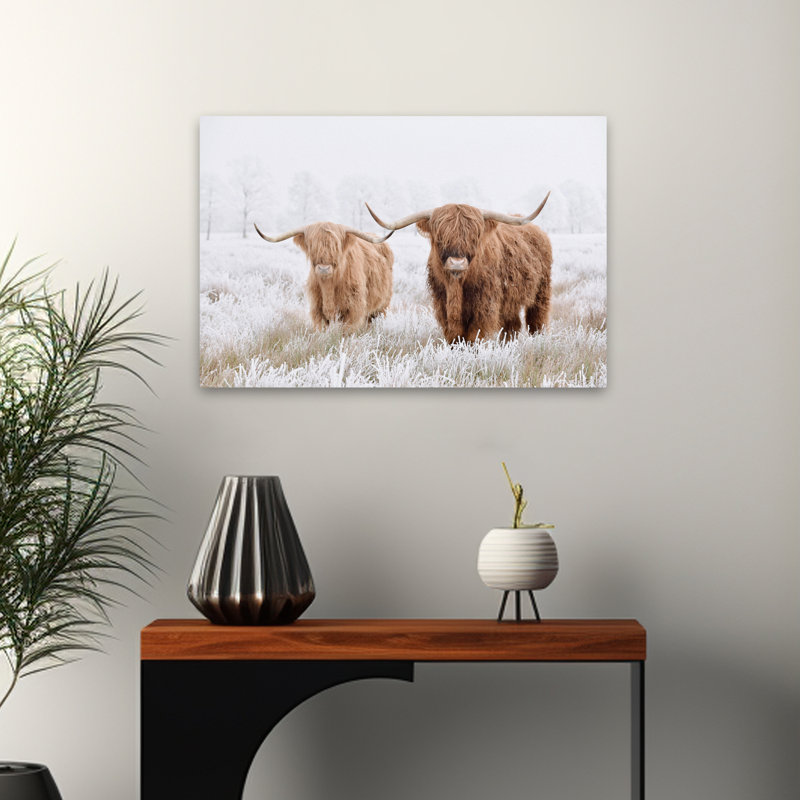Springfield - Photographie, animaux, faune, vaches, art, H 16 po x l 24 po