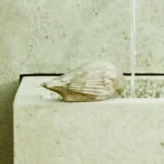 Solo Bird Garden Statue, Verde