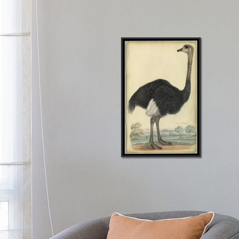 «The Ostrich», reproduction sur toile, H 26 po x l 18 po x P 1,5 po, Toile avec cadre noir, Pas de tapis
